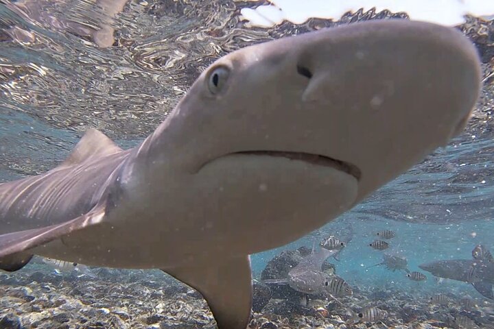 Sal Island: Shark Bay Shark Watching Experience from Santa Maria - Image 3