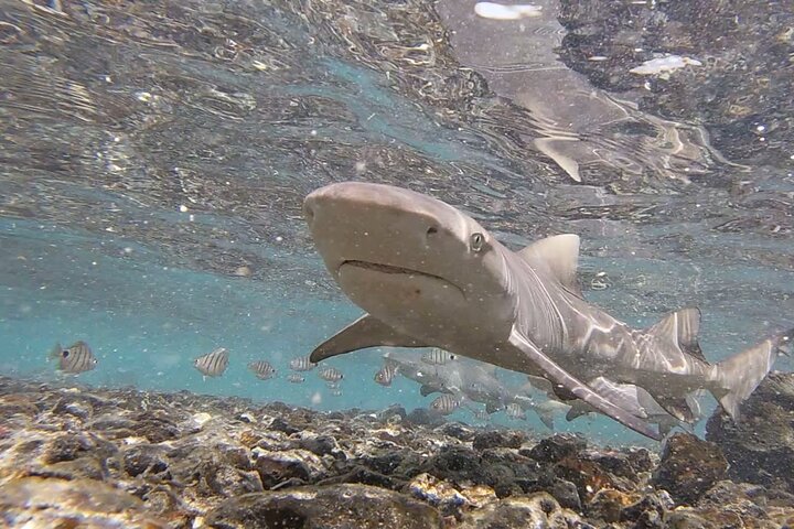 Sal Island: Shark Bay Shark Watching Experience from Santa Maria - Image 2