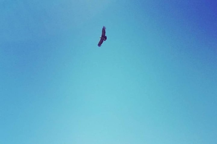 Condor watching tour at the Andes + Artisan Village in Santiago - Image 4