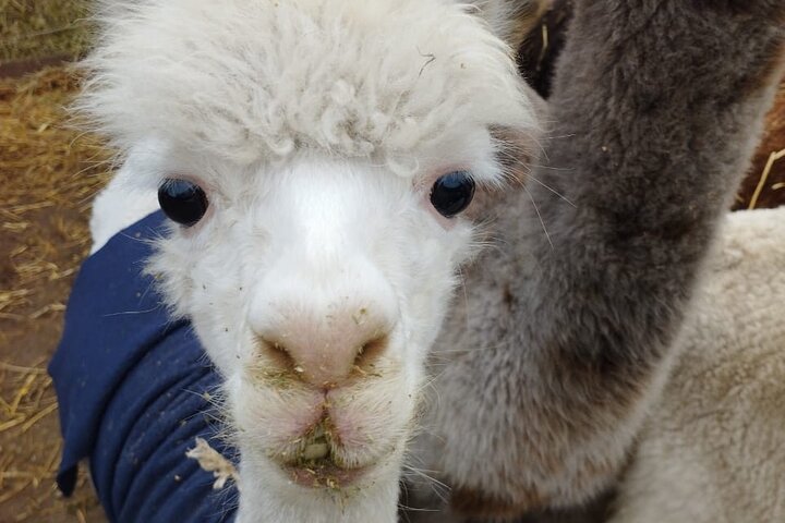 Horseback riding on beach, Winery, Alpacas, penguins & cowboyBBQ  - Image 3