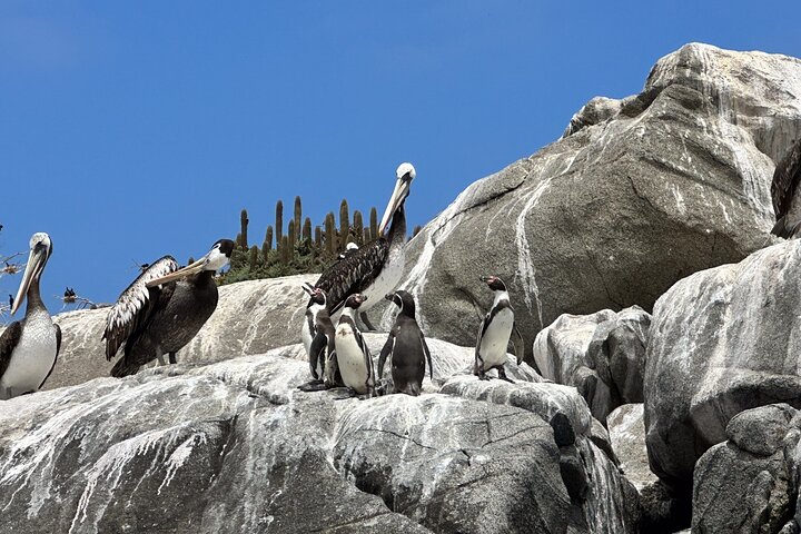 Horseback riding on beach, Winery, Alpacas, penguins & cowboyBBQ  - Image 2