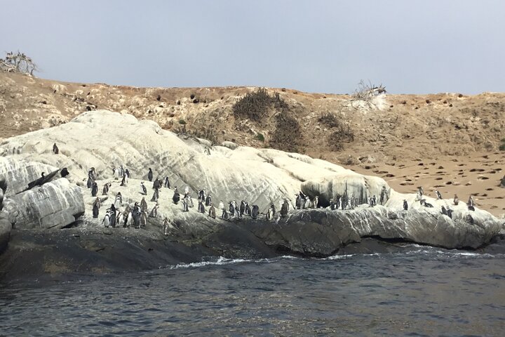 Horseback riding on beach, Winery, Alpacas, penguins & cowboyBBQ  - Image 4