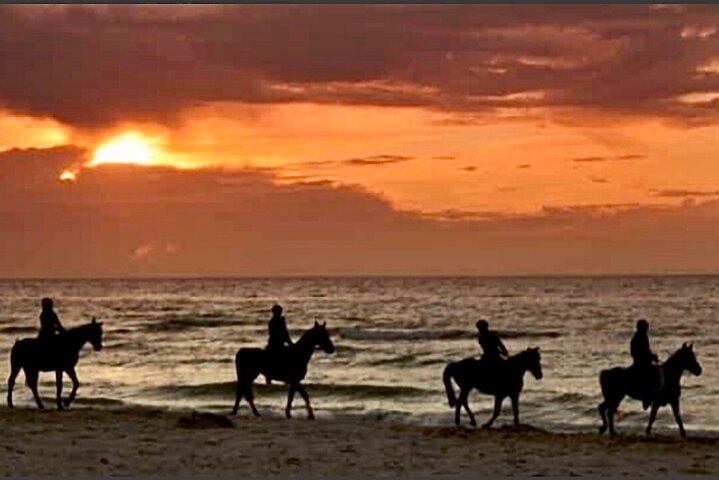 Horseback riding on beach, Winery, Alpacas, penguins & cowboyBBQ  - Image 1