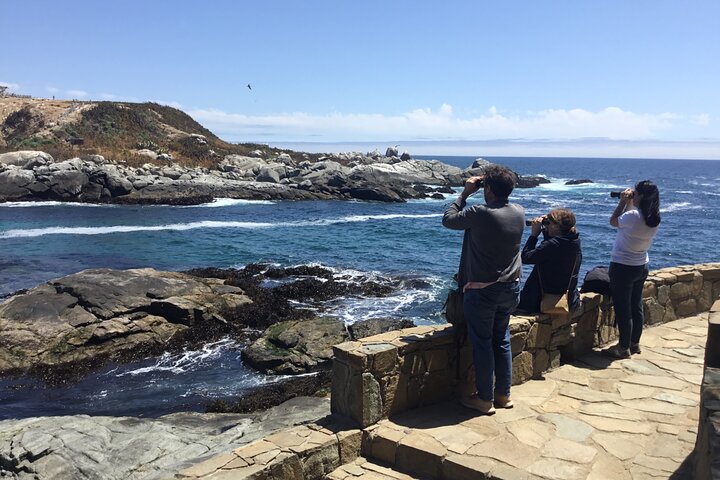 Horseback riding on beach, Winery, Alpacas, penguins & cowboyBBQ  - Image 5