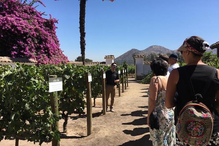 Maipo Valley - Image 3