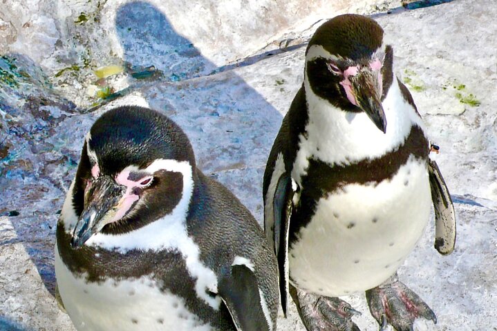 Penguins,Sea lions,Sand Boarding,Paragliding Chilean food &drinks - Image 3