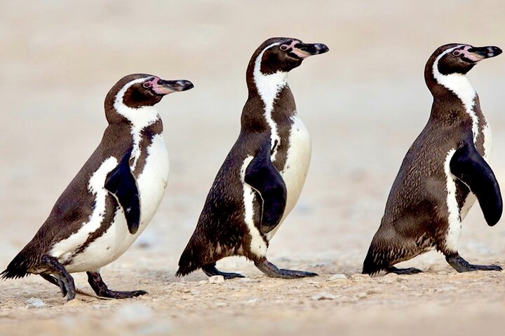 Penguins,Sea lions,Sand Boarding,Paragliding Chilean food &drinks - Image 1
