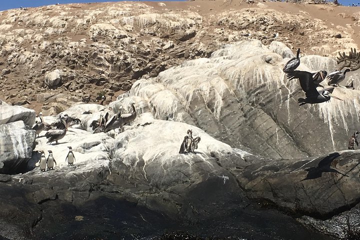 Penguins,Sea lions,Sand Boarding,Paragliding Chilean food &drinks - Image 5