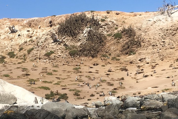 Penguins,Sea lions,Sand Boarding,Paragliding Chilean food &drinks - Image 4