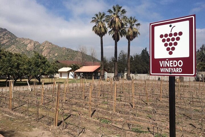 Private Valle Aconcagua Wineries Guided Tour from Santiago. - Image 3