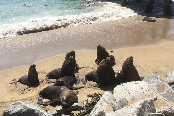 Valparaiso, Viña del M, Vineyard testing, Sea lions, Boat ride - Image 2