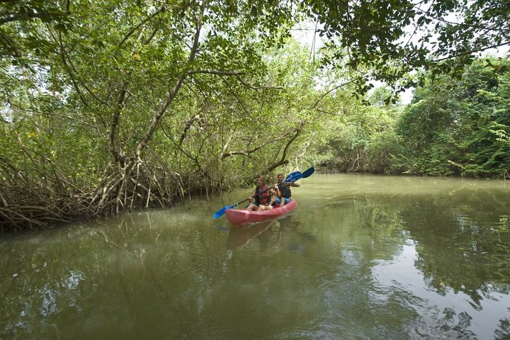 Private Kayaking Nature Tour of Los Haitises National Park - Image 5