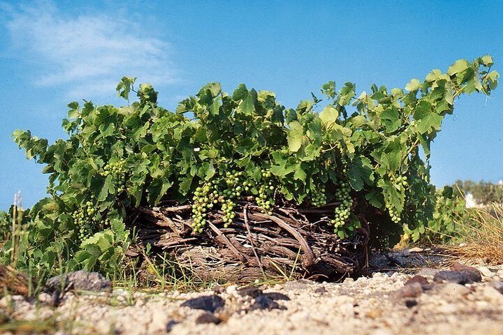 6 Hours Private Tour in Santorini - Image 3