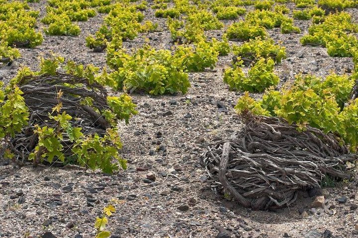 Complete Santorini Wine Experience - Image 3