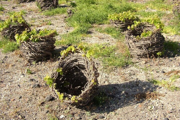 Discover the Wine ! Santorini Wine Tasting and Vineyard Tour - Image 3