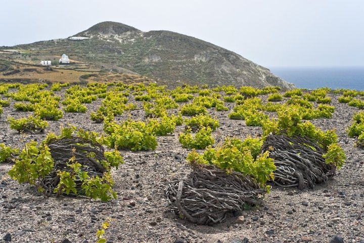 Private Santorini Tour: Caldera, Akrotiri and Oia Village - Image 4