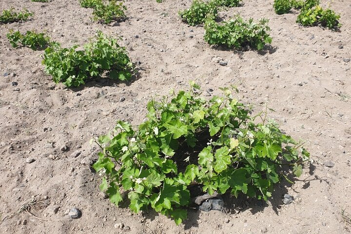Private Vineyard Stories & Wine Tasting in Greece - Image 2