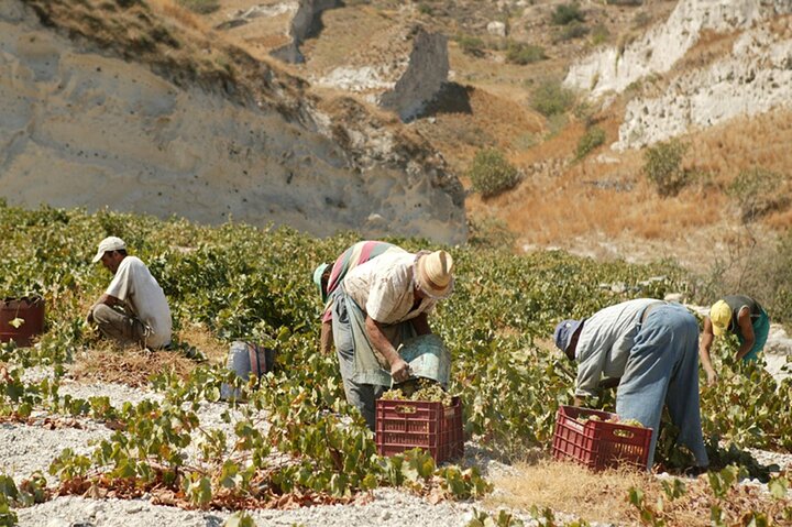  Private Wine Tasting Tour in Santorini  - Image 3