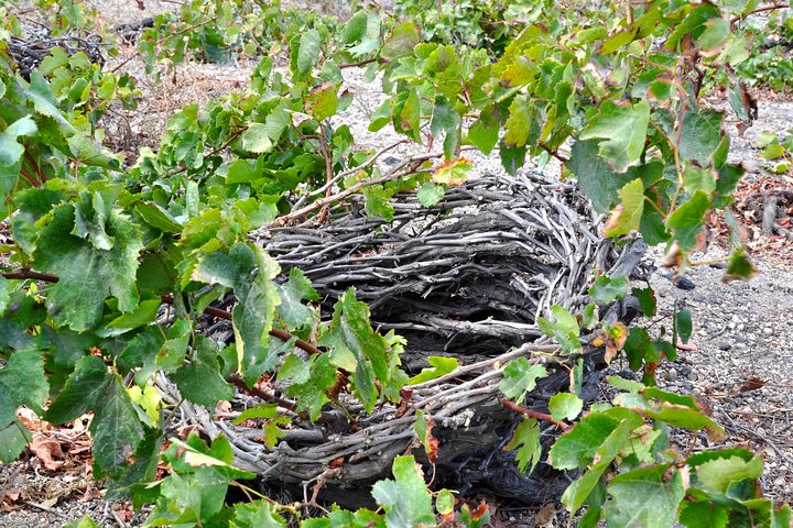 Private Wine Tasting Tour of Santorini - Image 3
