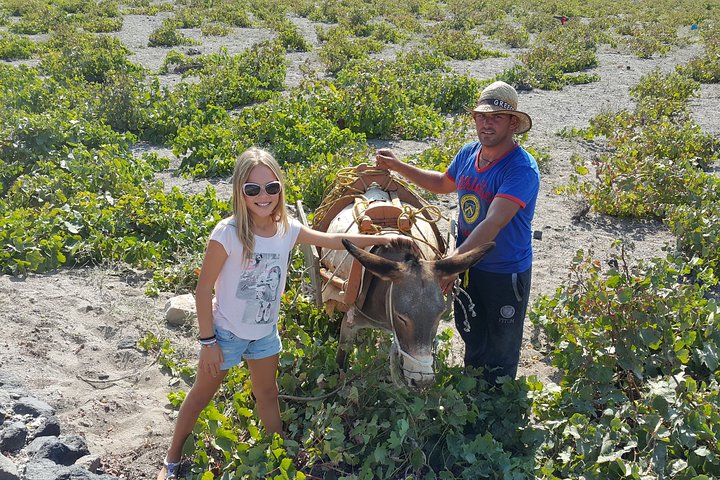 Private Wine Tasting Tour of Santorini - Image 5