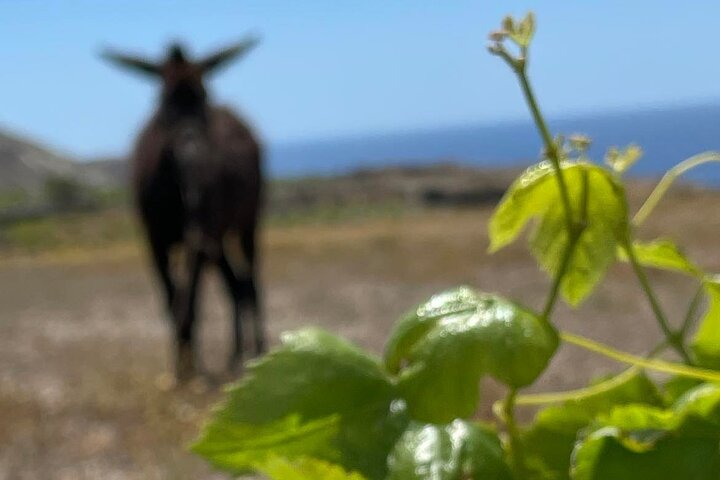 Private Wine Tour in Santorini  - Image 2