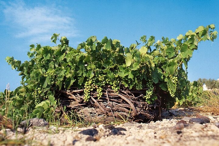 Private Wine Tour in Santorini  - Image 1