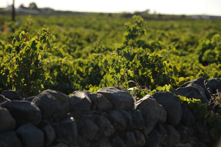 Santorini Private 11 Wine Tastings with Dinner & Oia Sunset - Image 1