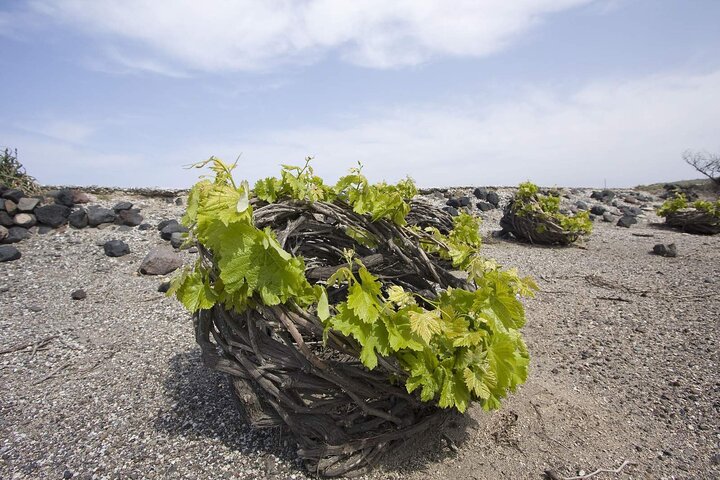 Santorini Private Wine Tour and Wine Tasting  - Image 5