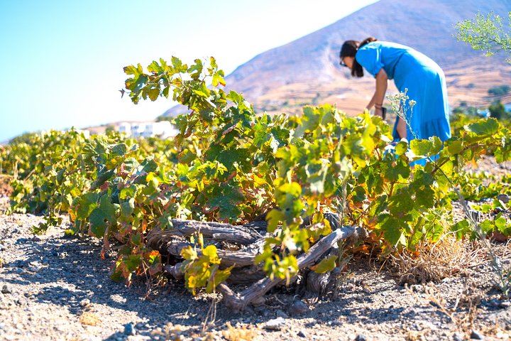 Santorini Private Wine Tour - Image 1
