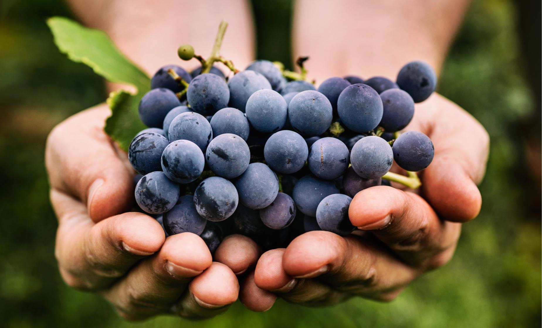 Santorini Wine Roads - Image 1