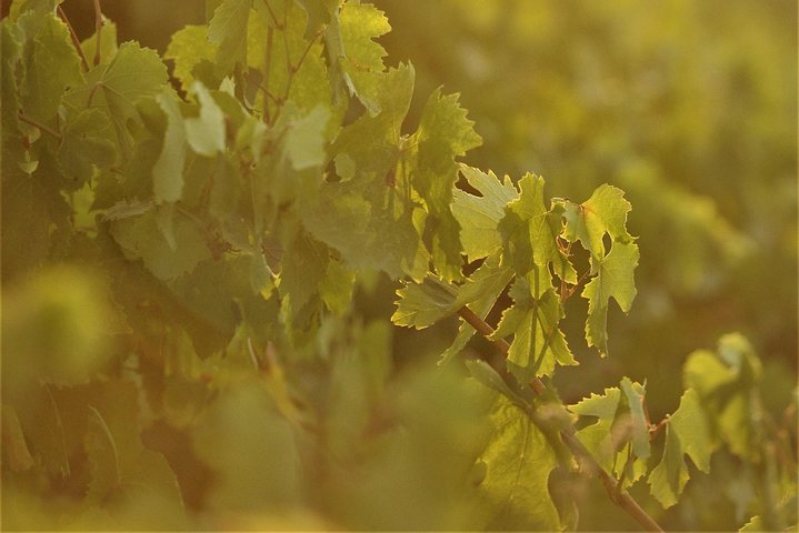Santorini Wine Tour with 10 Wine Tastings and Oia Sunset - Image 5