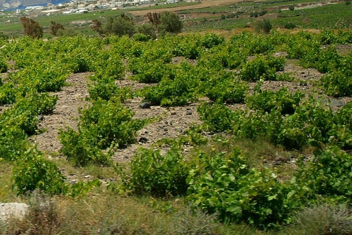 See Santorini in 4 hours - Tailor made tour!!! - Image 4