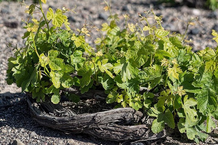Wine Tour in Santorini with private guide, wine museum and tasting - Image 5