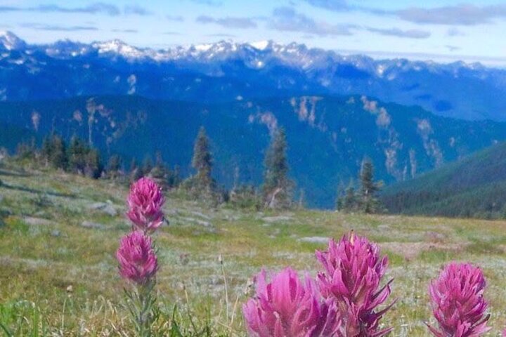 Explore Olympic National Park from Seattle through Van /Ferry - Image 3