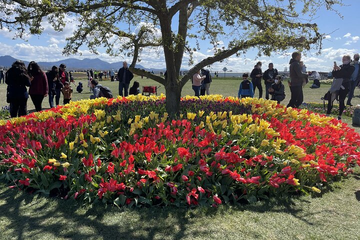 Tulip Festival in Skagit Valley Tour from Seattle  - Image 3