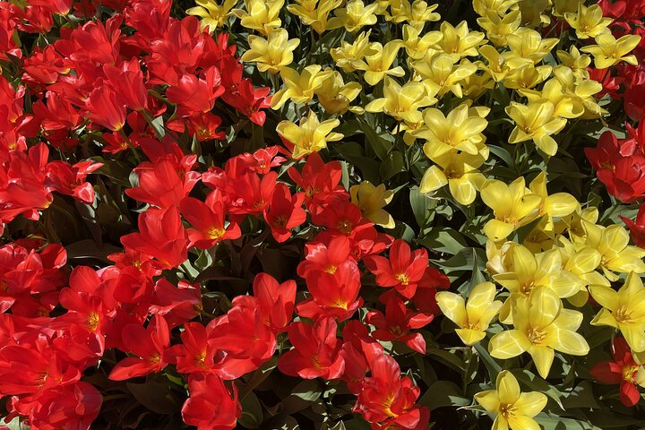 Tulip Festival in Skagit Valley Tour from Seattle  - Image 5