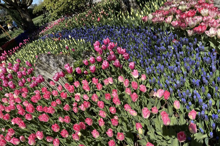 Tulip Festival in Skagit Valley Tour from Seattle  - Image 4