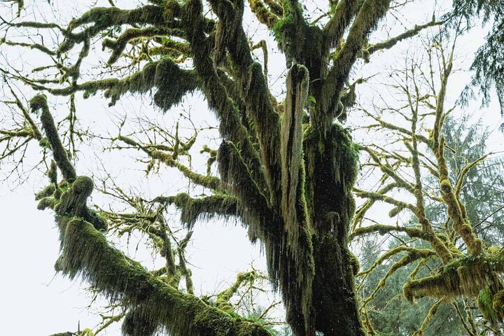 Twilight Forks Washington Tour - Image 3
