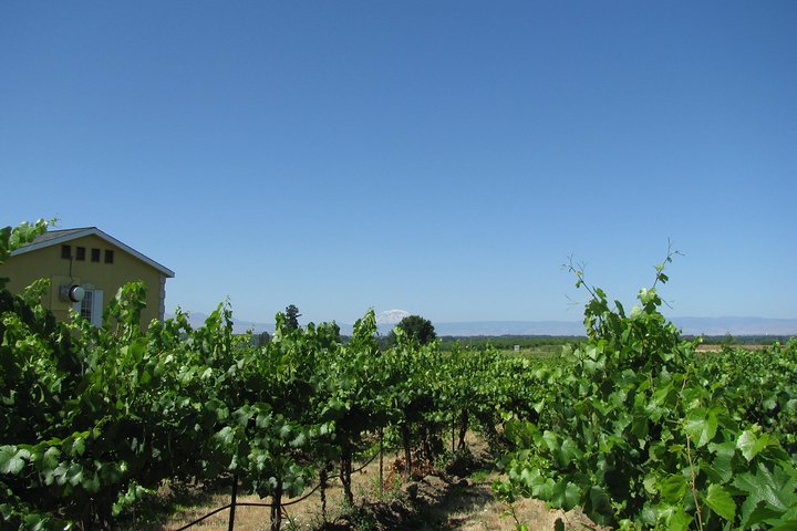 Wine Tasting, Vineyards in Eastern WA from Seattle - Image 1