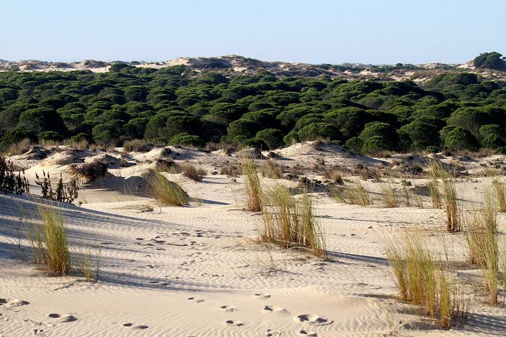 Excursion to the beaches of Huelva from Seville - Private tour - Image 3