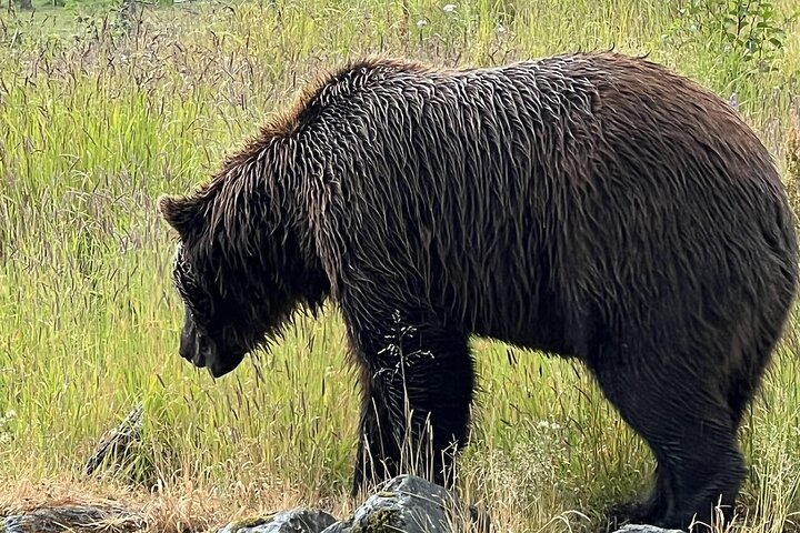 Full-Day Seward Cruise Transit Tour to Anchorage  - Image 3