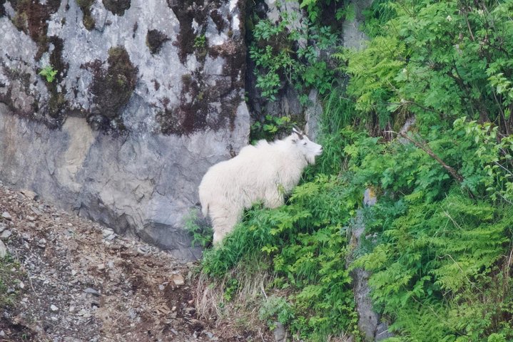 Kenai Fjords and Resurrection Bay Half-Day Wildlife Cruise - Image 5