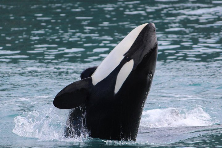 Kenai Fjords and Resurrection Bay Half-Day Wildlife Cruise - Image 3