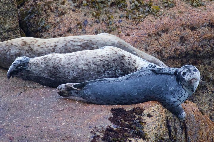 Kenai Fjords and Resurrection Bay Half-Day Wildlife Cruise - Image 2