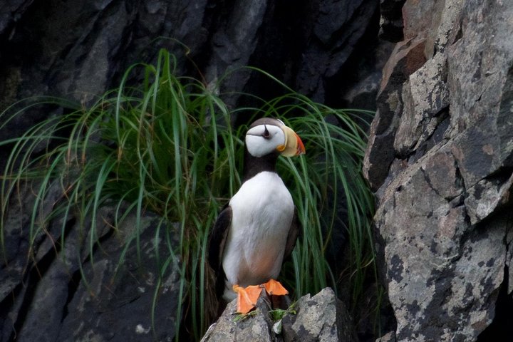 Kenai Fjords and Resurrection Bay Half-Day Wildlife Cruise - Image 4