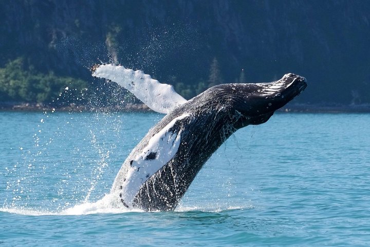 Kenai Fjords and Resurrection Bay Half-Day Wildlife Cruise - Image 1