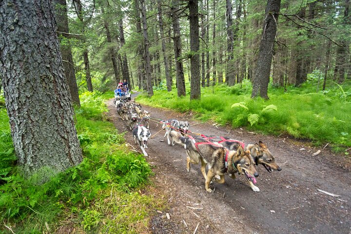 Kennel Tour and Dog Sled Ride - Image 4