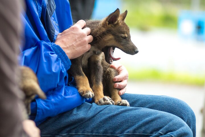 Kennel Tour and Dog Sled Ride - Image 5