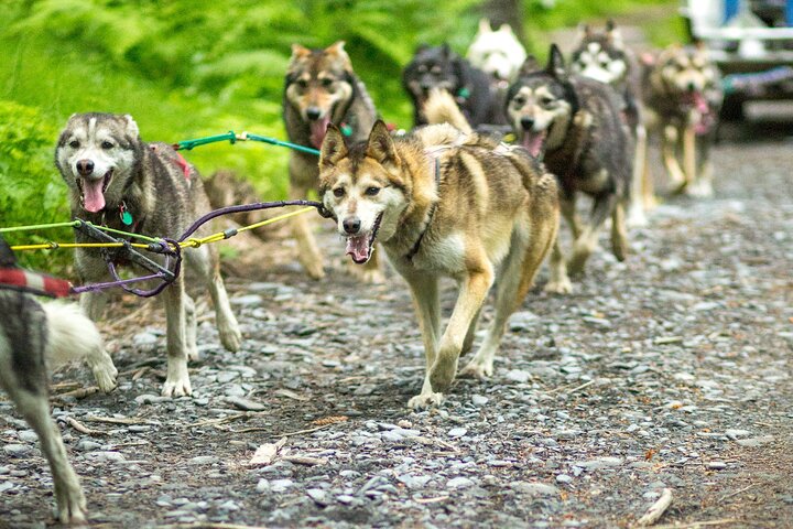 Kennel Tour and Dog Sled Ride - Image 3