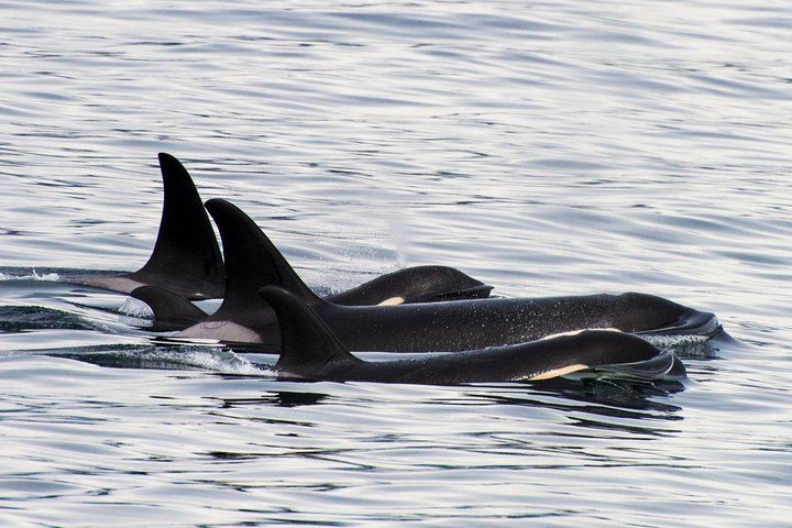 Orca Quest Cruise - Image 1